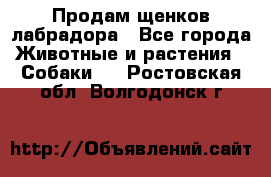 Продам щенков лабрадора - Все города Животные и растения » Собаки   . Ростовская обл.,Волгодонск г.